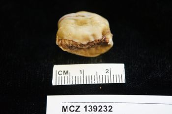 Media type: image; Invertebrate Zoology 139232
